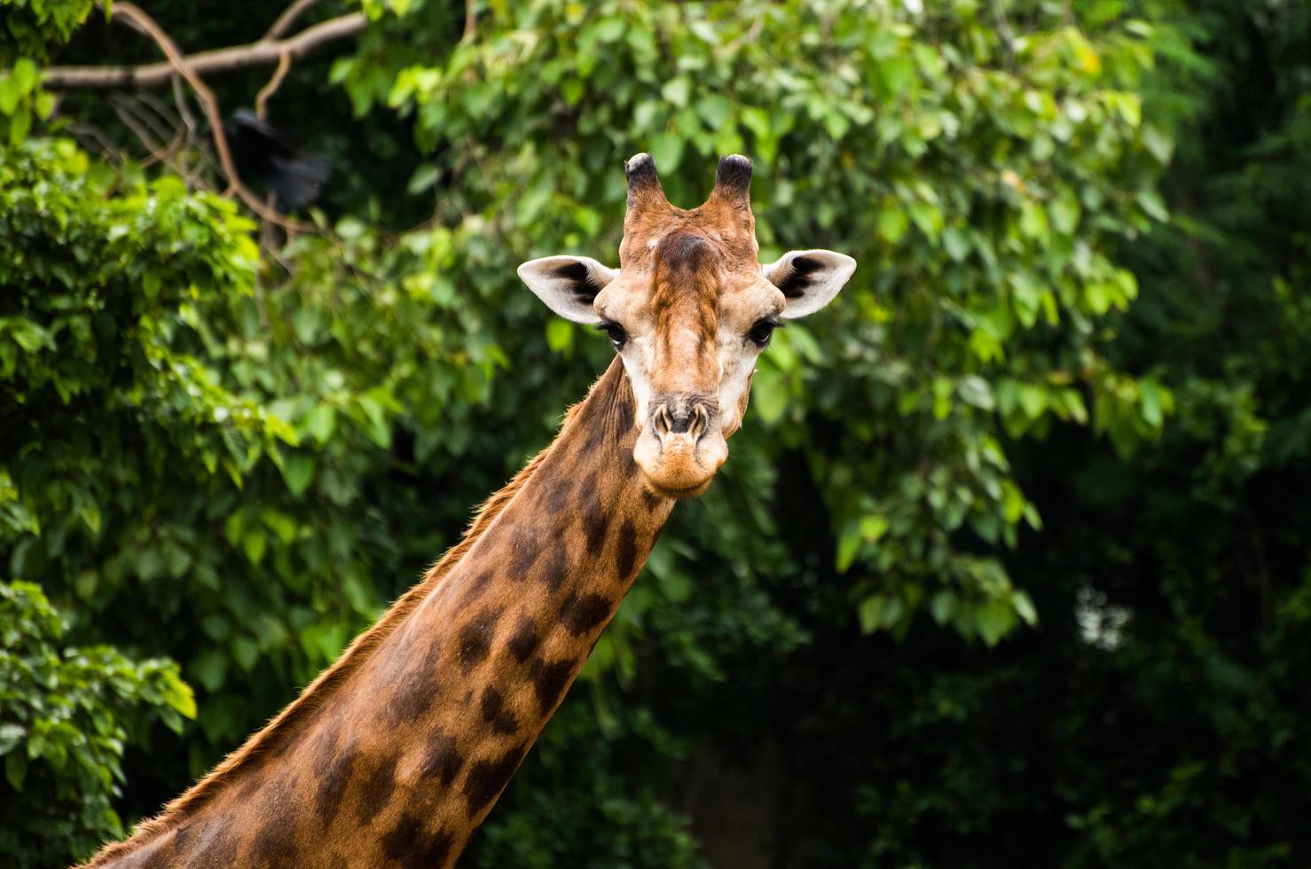giraffa nello zoo foto
