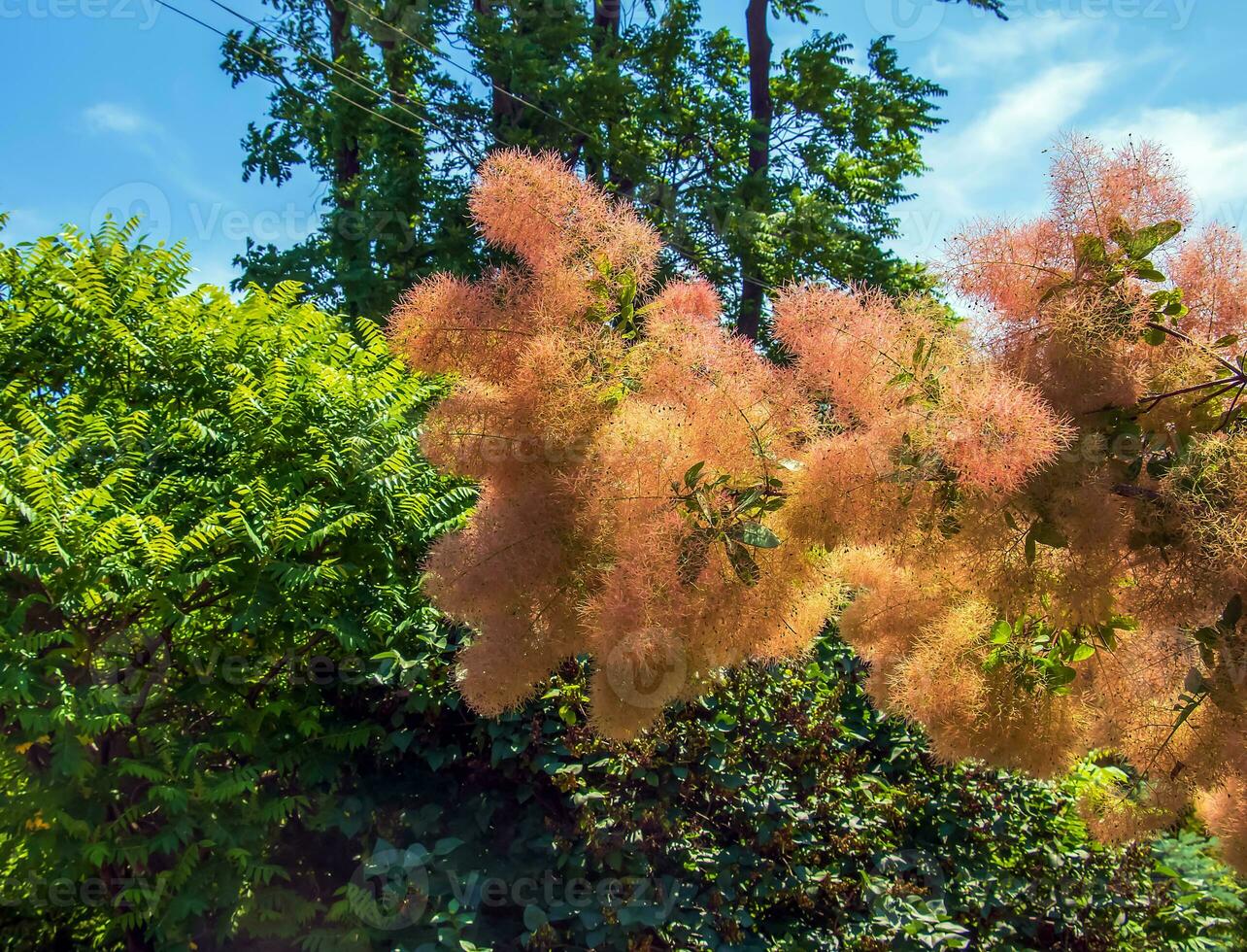 cotinus coggygria, rhus cotino, fumogeno, Fumo albero, Fumo cespuglio, o di tintore sommacco è un' specie di fioritura pianta. naturale verde e rosa fiore sfondo foto