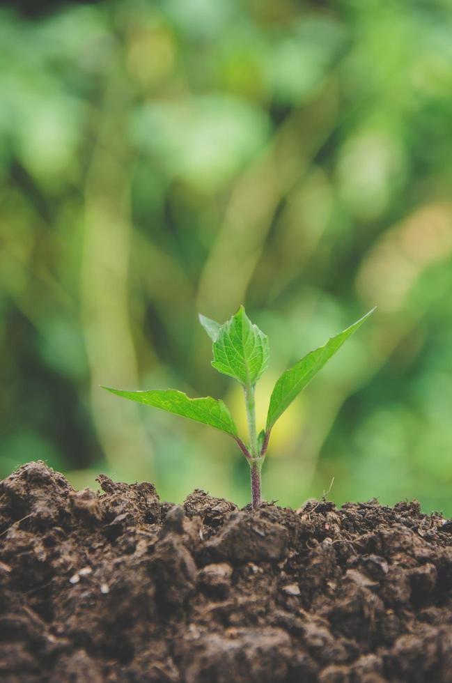 la vegetazione della giovane pianta e la piantina stanno crescendo nel terreno. foto