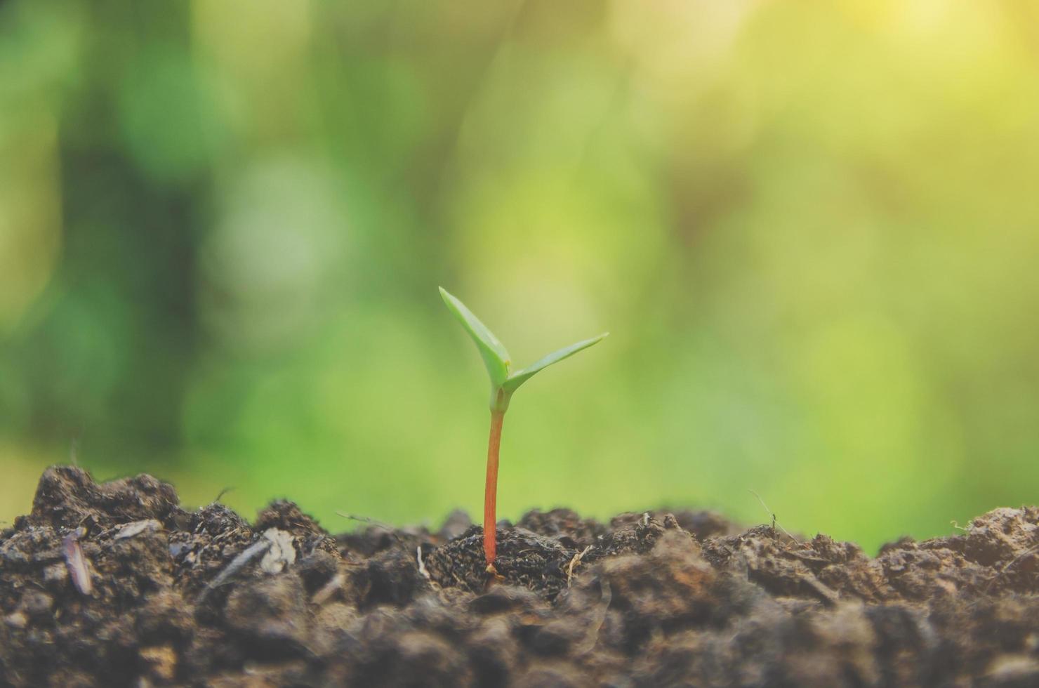 la vegetazione della giovane pianta e la piantina stanno crescendo nel terreno. foto