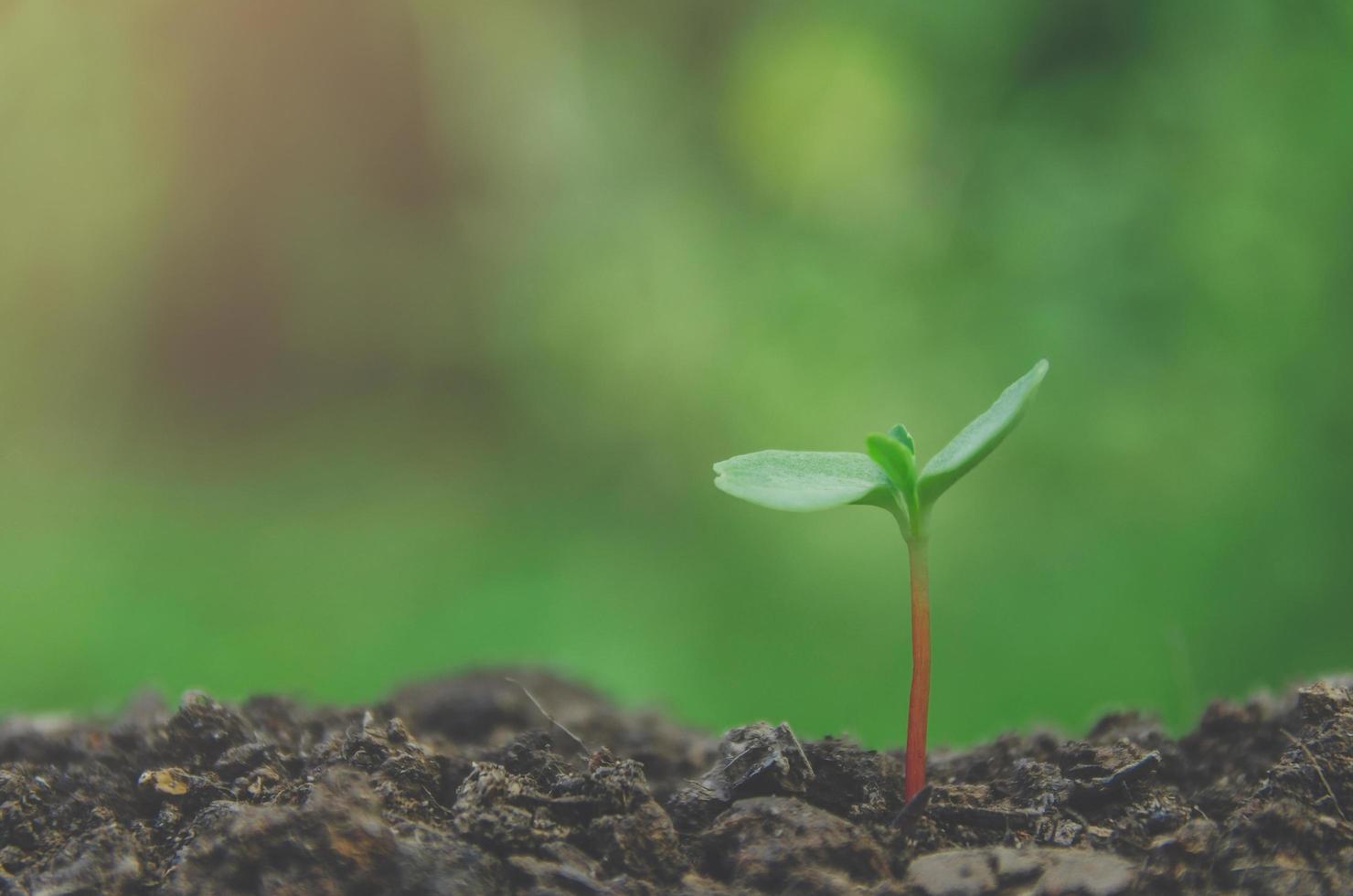 la vegetazione della giovane pianta e la piantina stanno crescendo nel terreno. foto