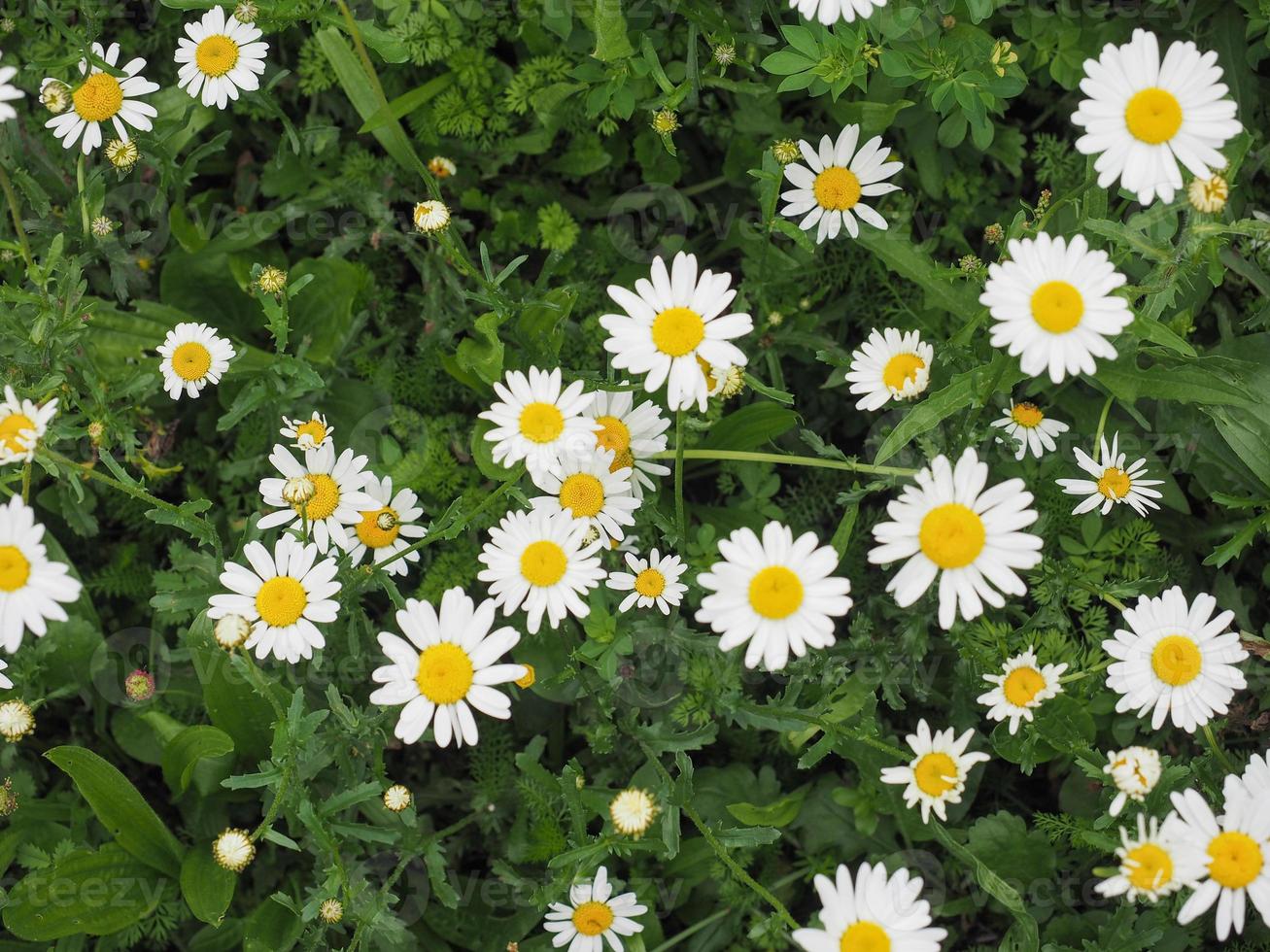 fiori bianchi margherita foto