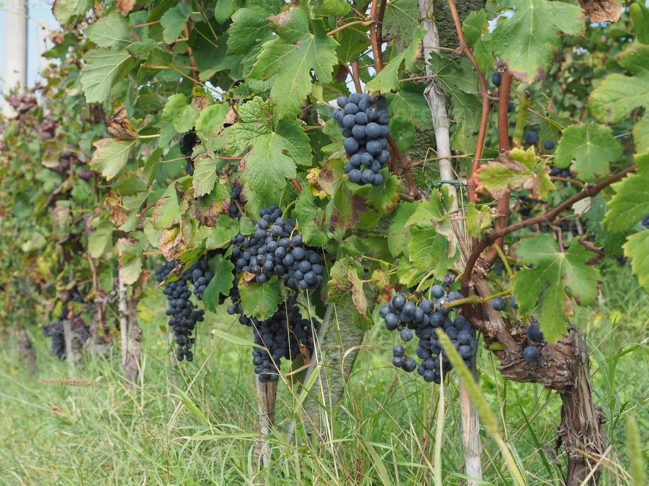 vigneto per la vinificazione foto