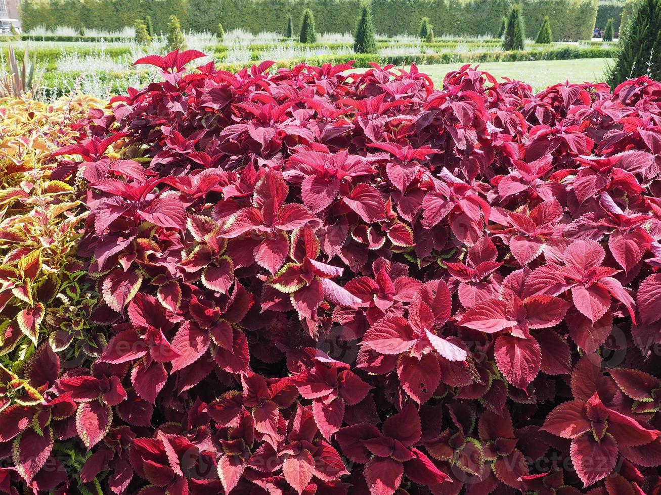 pianta di ortica dipinta coleus foto