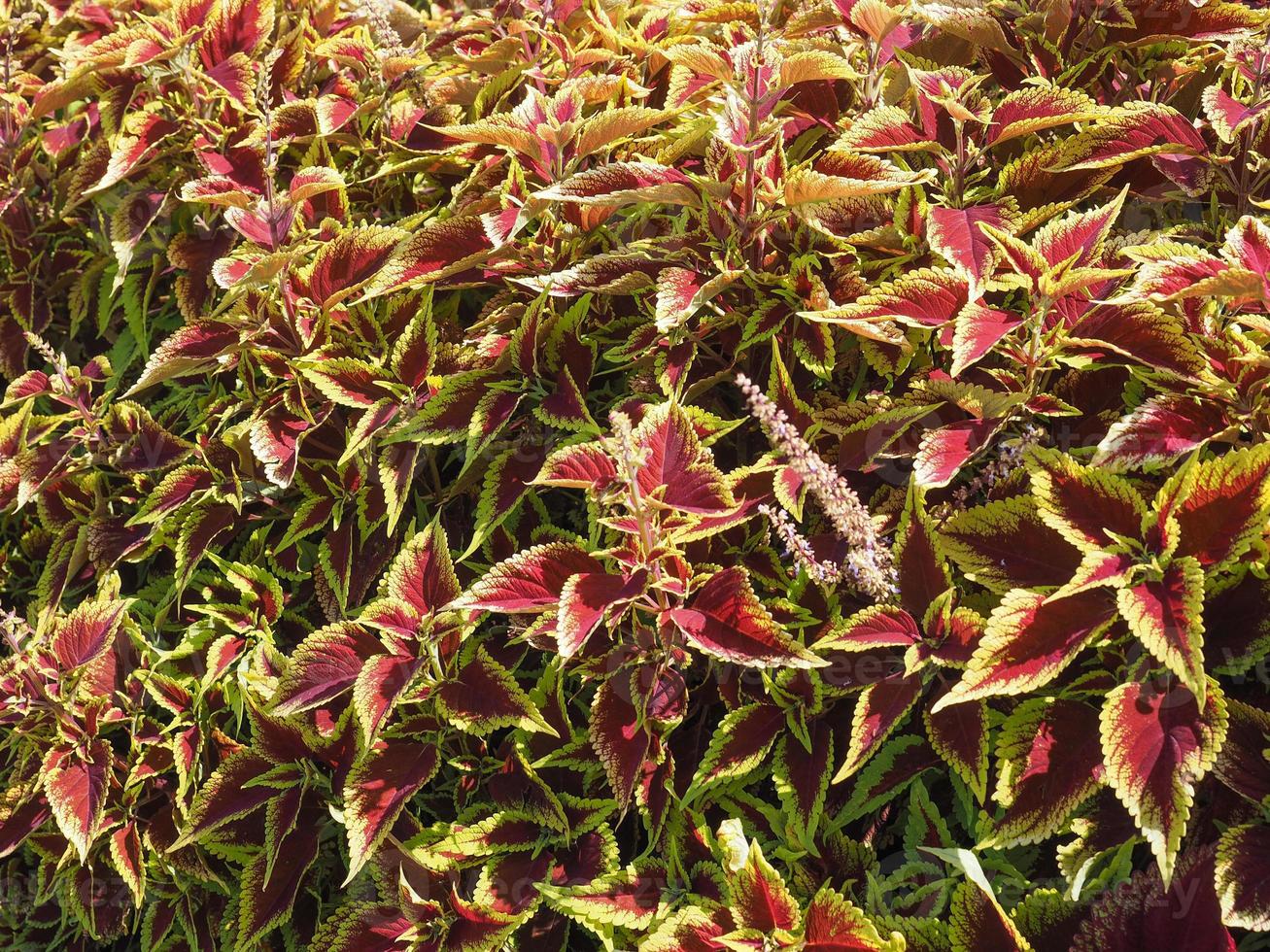 pianta di ortica dipinta coleus foto