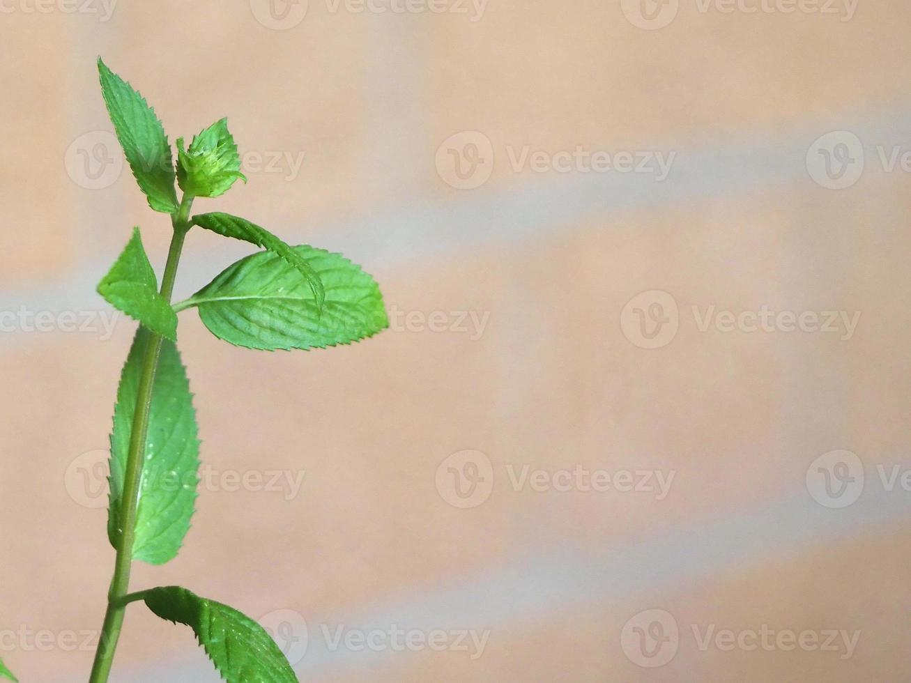 pianta di menta piperita mentha piperita foto