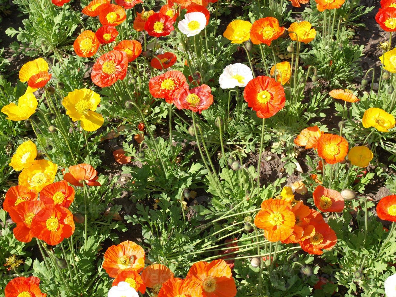 pianta di papavero, papaveraceae fiore rosso e giallo foto