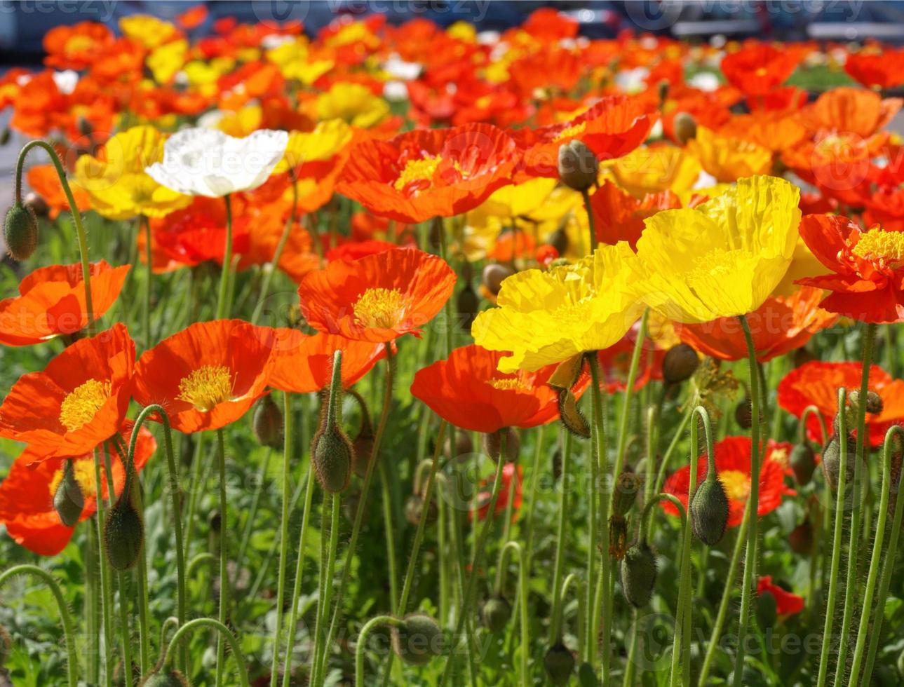 pianta di papavero, papaveraceae fiore rosso e giallo foto