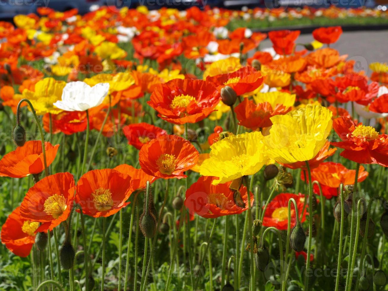 pianta di papavero, papaveraceae fiore rosso e giallo foto