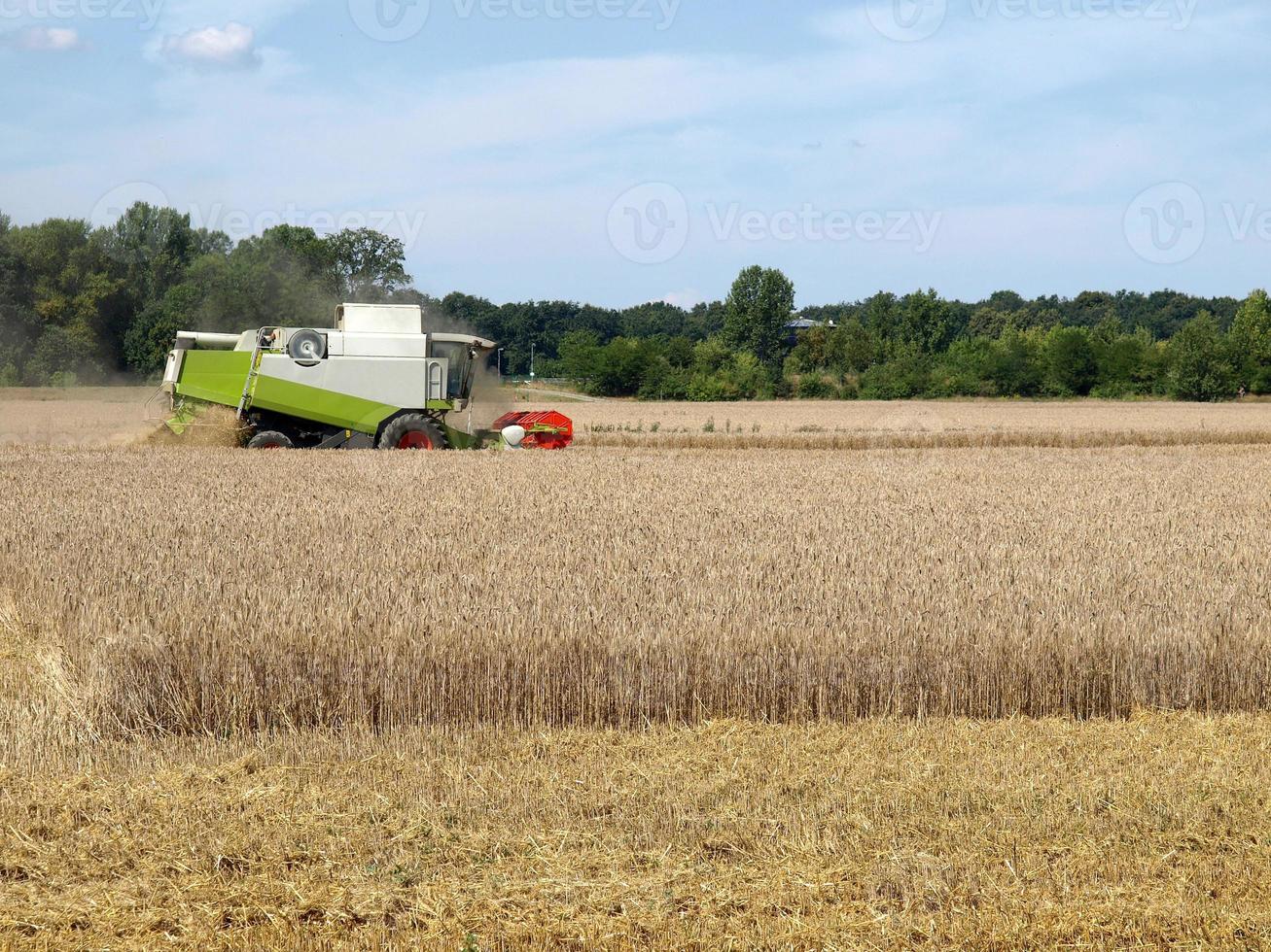 mietitrice in un campo di orzo per la produzione di birra foto