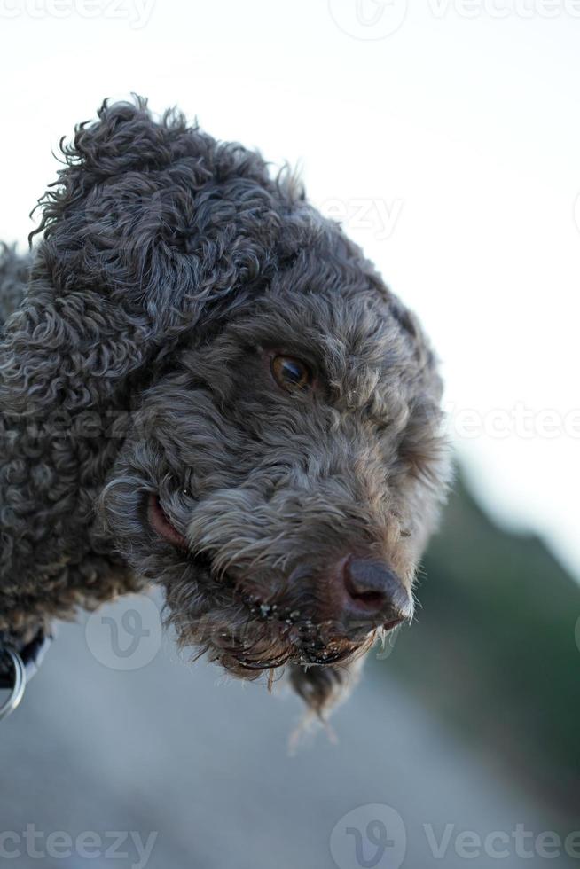 cane marrone ritratto macro lagotto romagnolo cacciatore di tartufi creta grecia foto