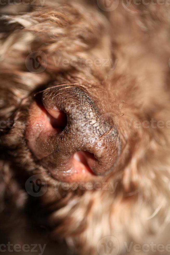 cane tartufo naso vicino marrone lagotto romagnolo moderno di alta qualità foto