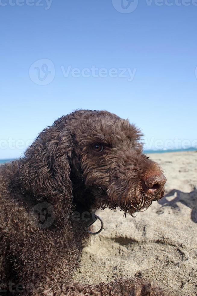 bel cane lagotto romagnolo creta island estate 2020 covid-19 volte foto