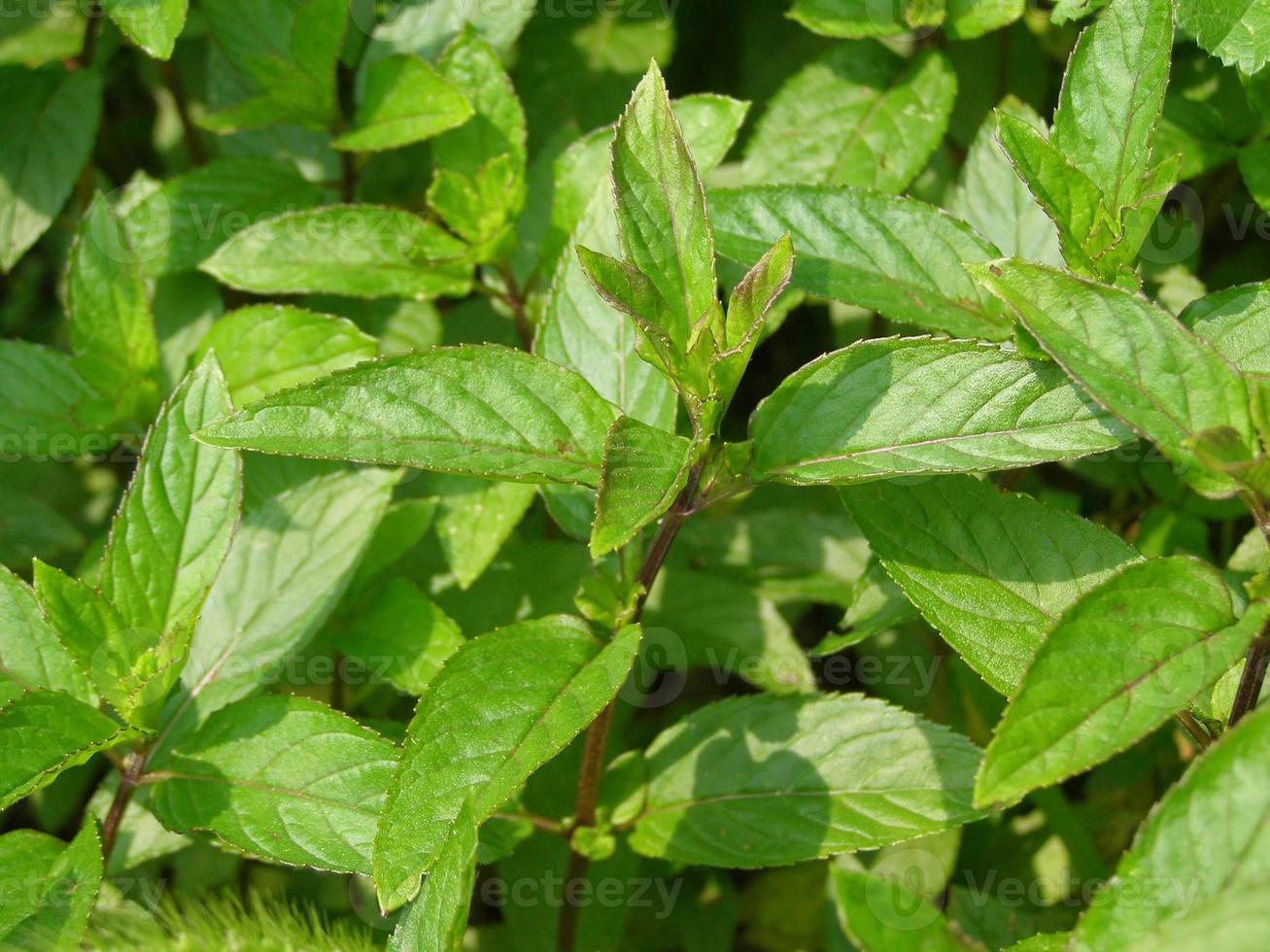 pianta di menta piperita, mentha piperita foto