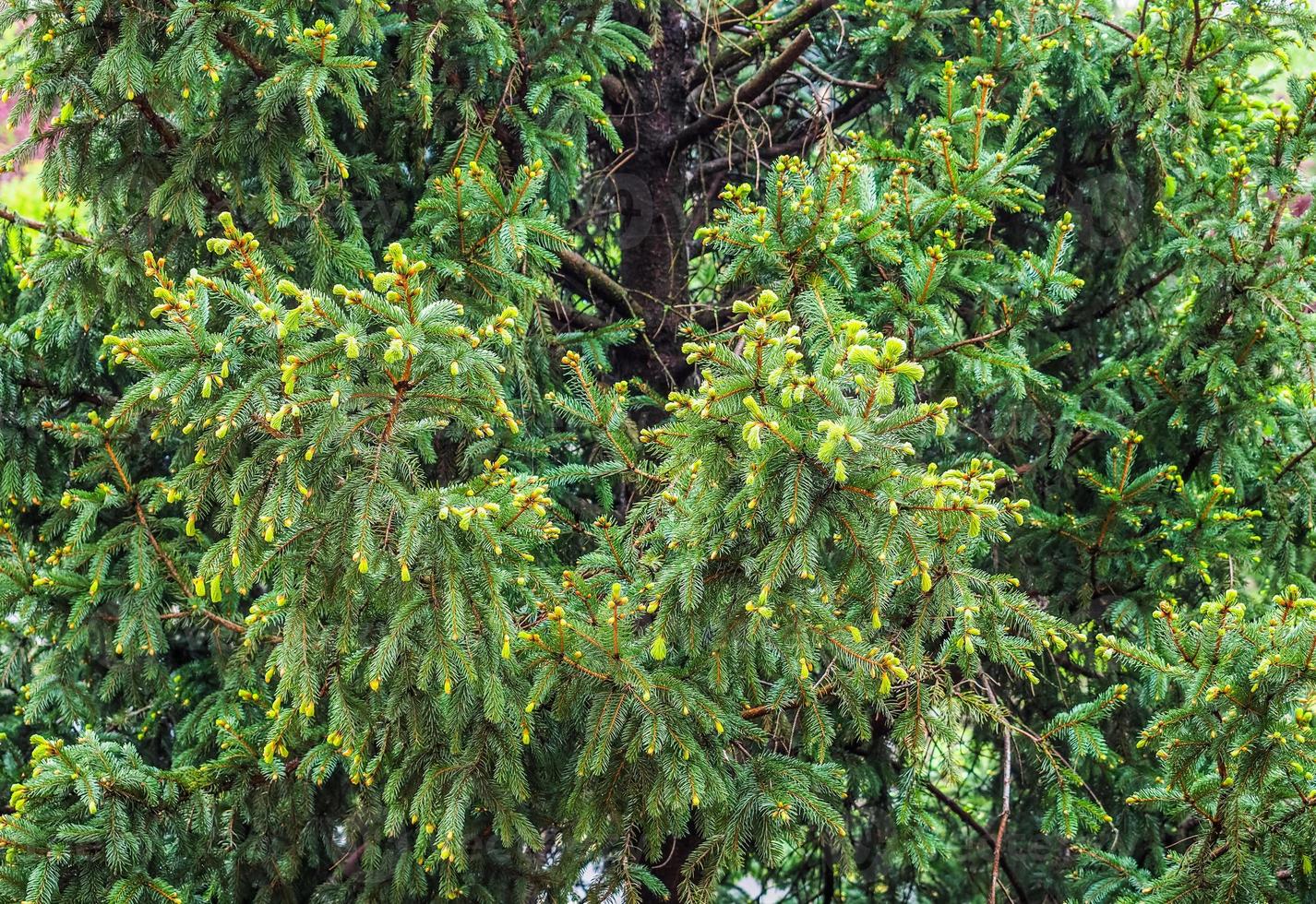 sfondo di albero di pino foto