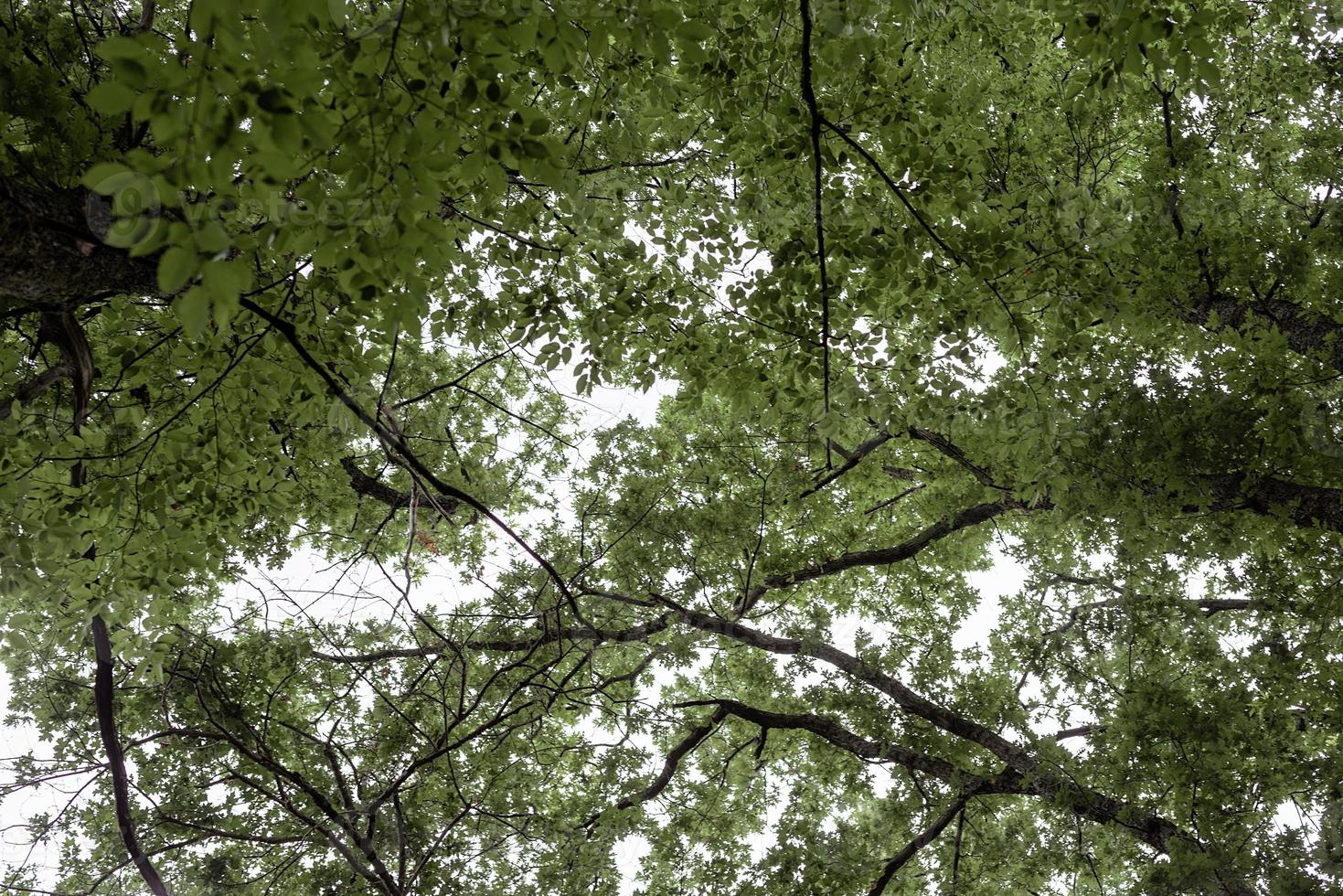 foresta verde piena di alberi foto