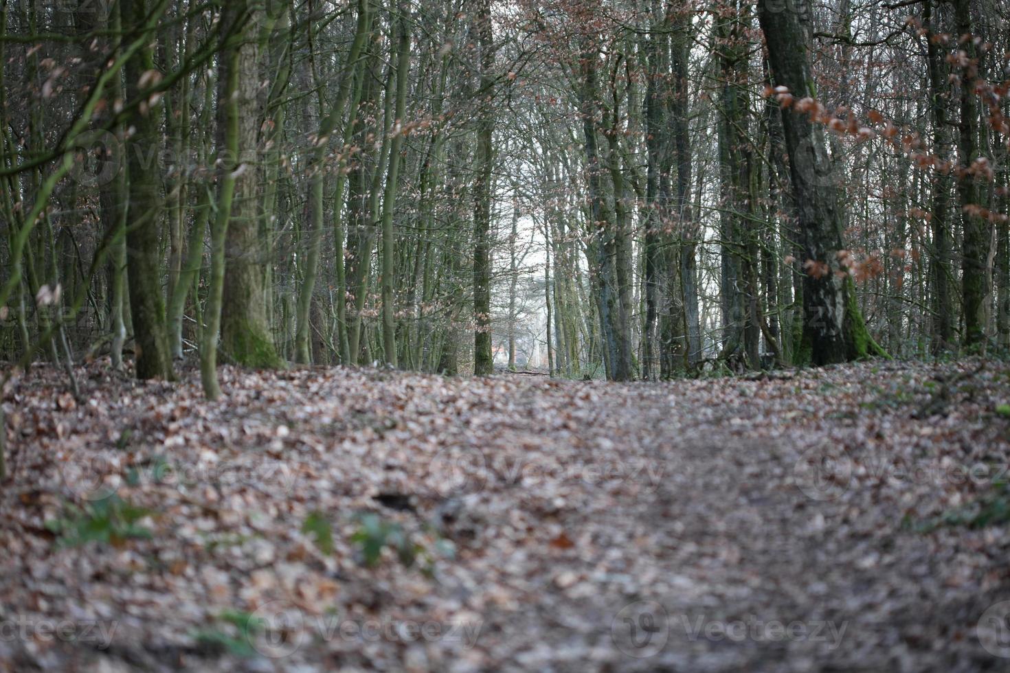 strada nella foresta tedesca sfondo stock photography stampe di alta qualità foto