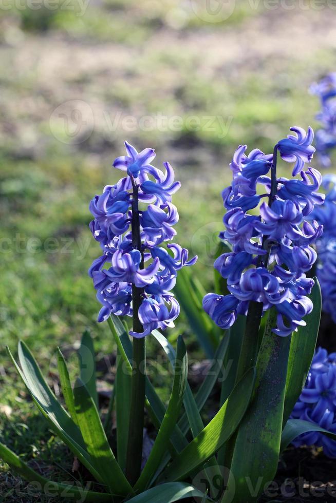 hyacinthus orientalis fiore macro sfondo famiglia asparagaceae foto