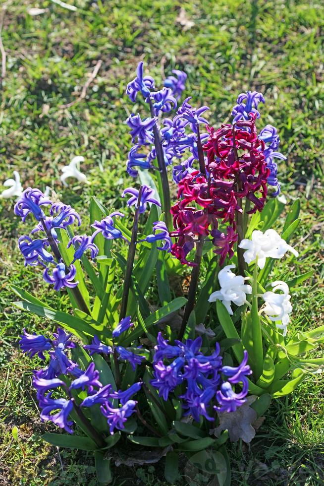 hyacinthus orientalis fiore macro sfondo famiglia asparagaceae foto