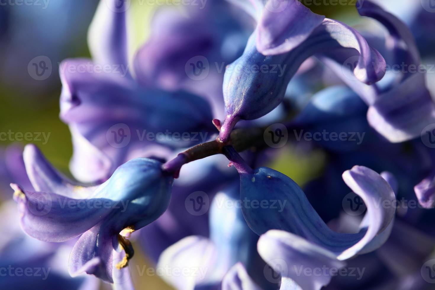 hyacinthus orientalis fiore macro sfondo famiglia asparagaceae foto