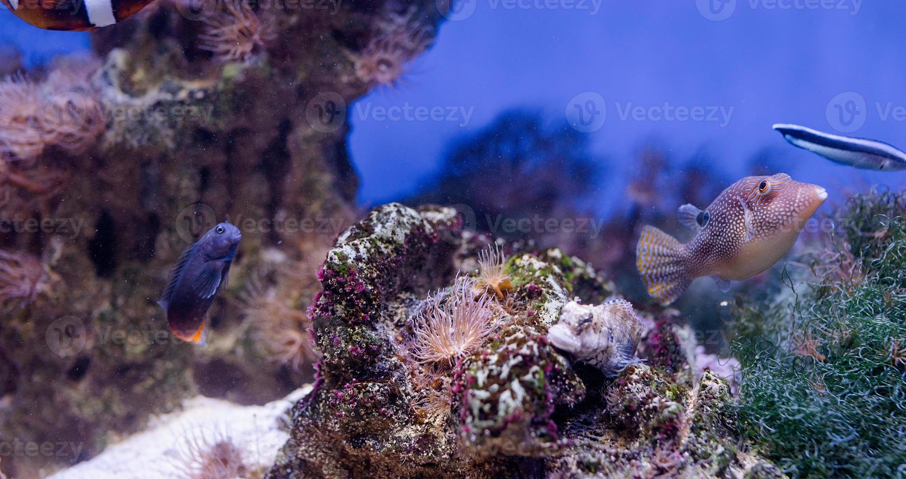 immagine subacquea di piante marine e alghe nel mare foto