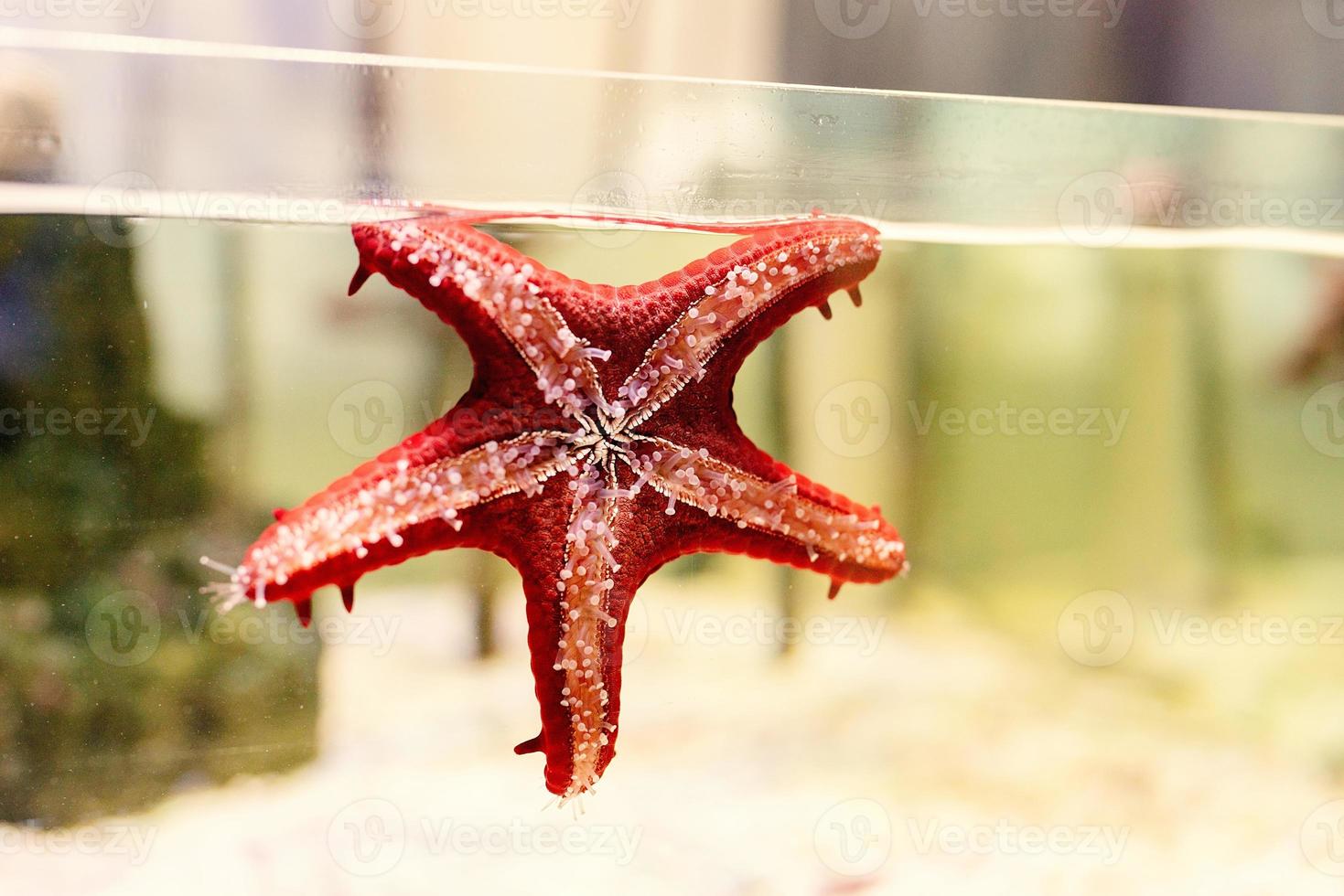 acquari con stelle marine in oceanarium foto