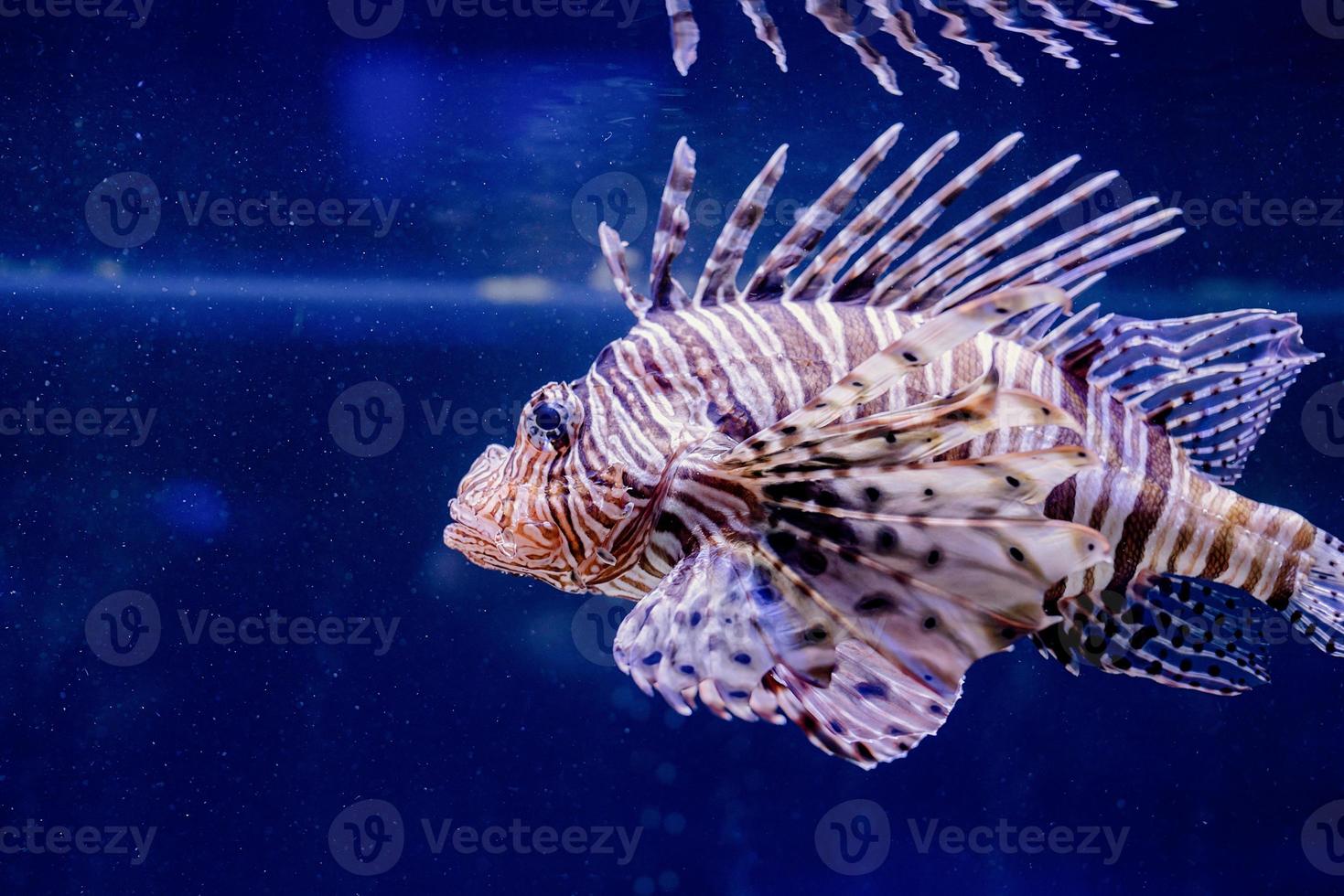 immagine subacquea di pesci nel mare foto