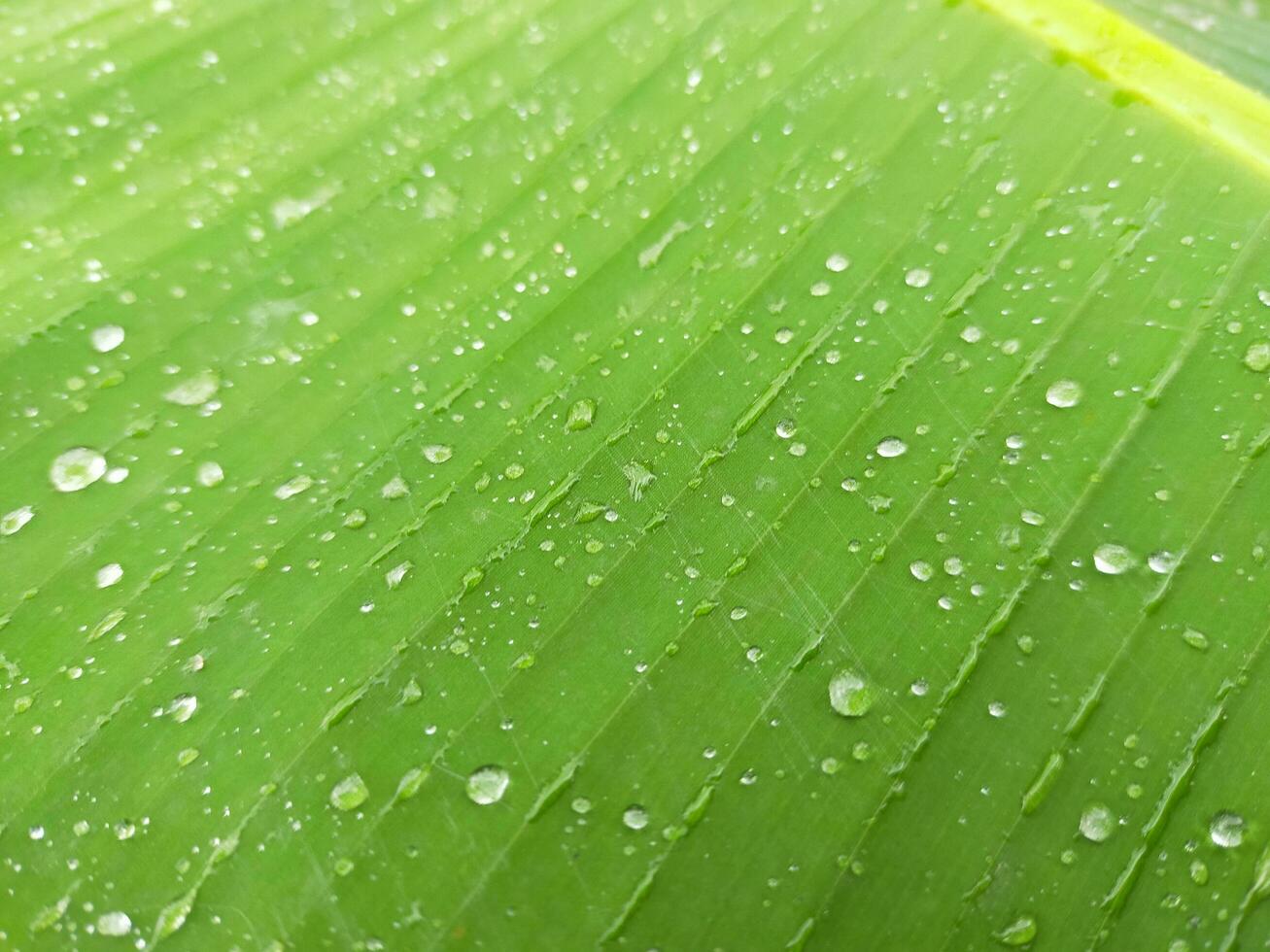 Banana le foglie e gocce di pioggia come sfondo Materiale. foto