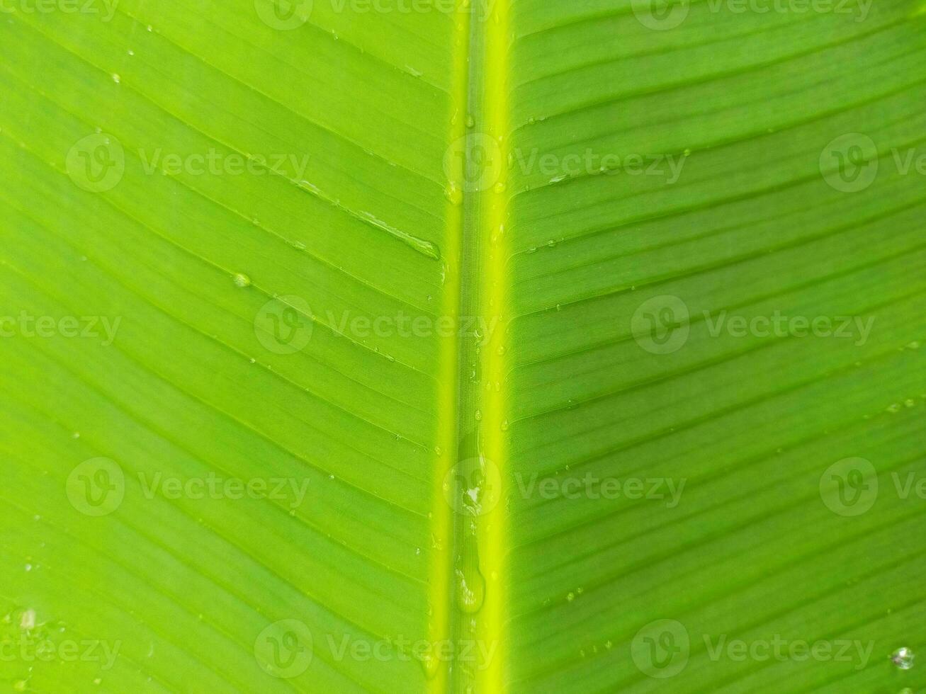 Banana le foglie e gocce di pioggia come sfondo Materiale. foto