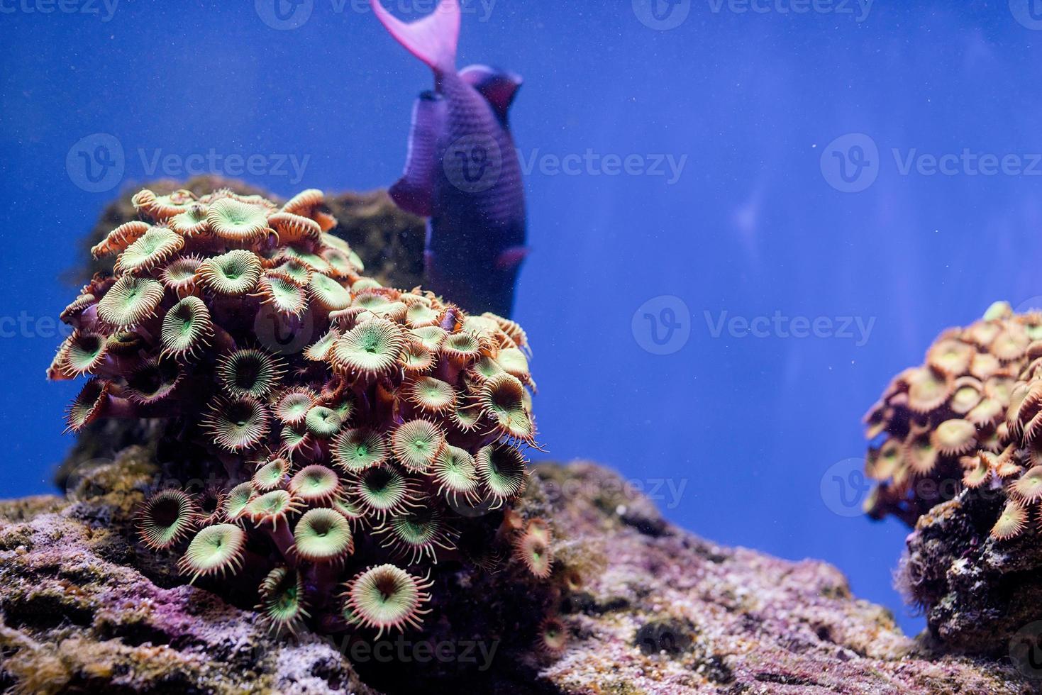 immagine subacquea di piante marine e alghe nel mare foto