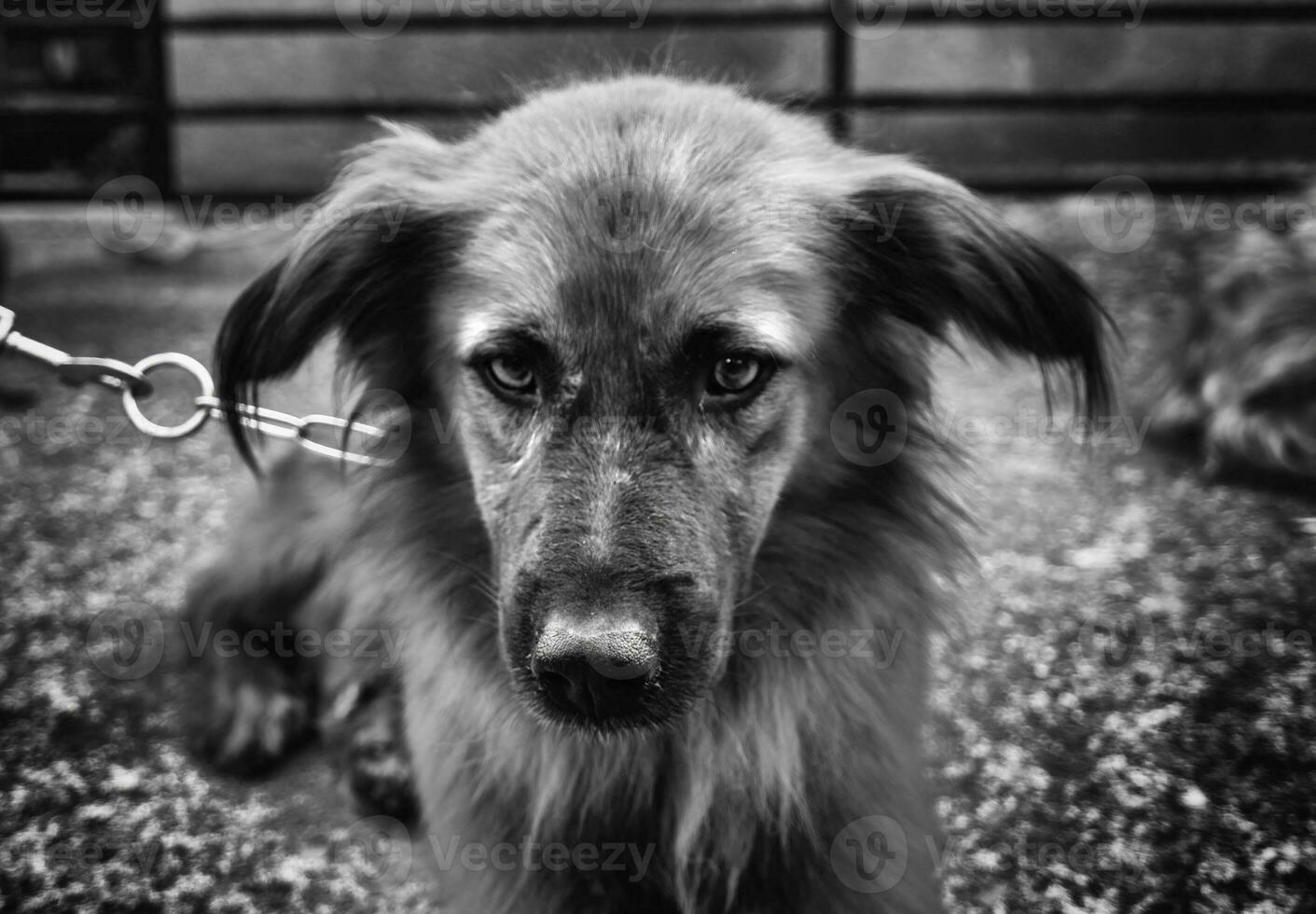 montagna pastore cane foto