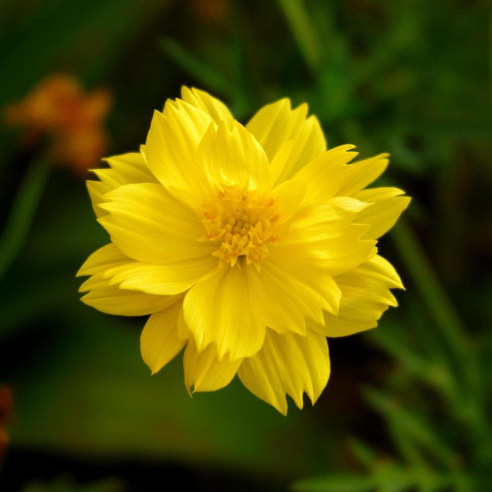 fiore giallo cosmo in giardino foto