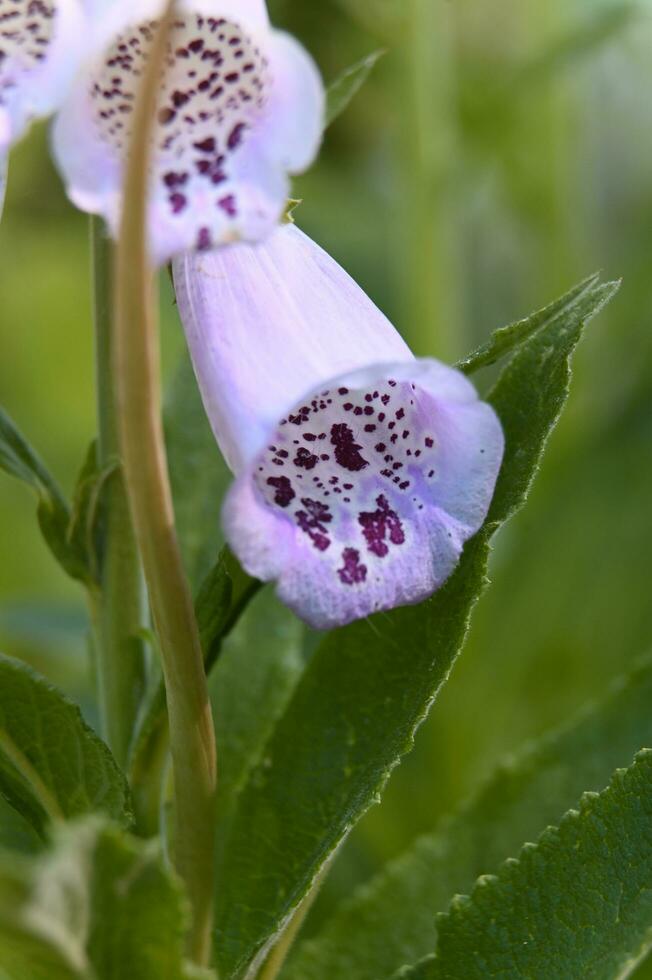 un' vicino su di un' fiore con viola macchie foto