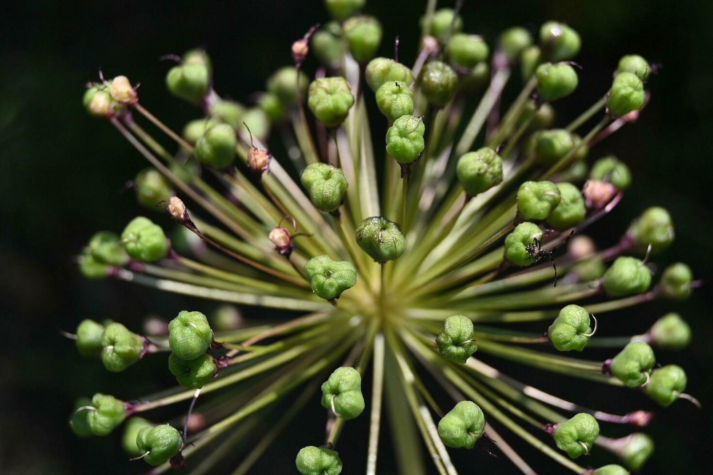 un' vicino su di un' verde pianta con molti piccolo verde fiori foto