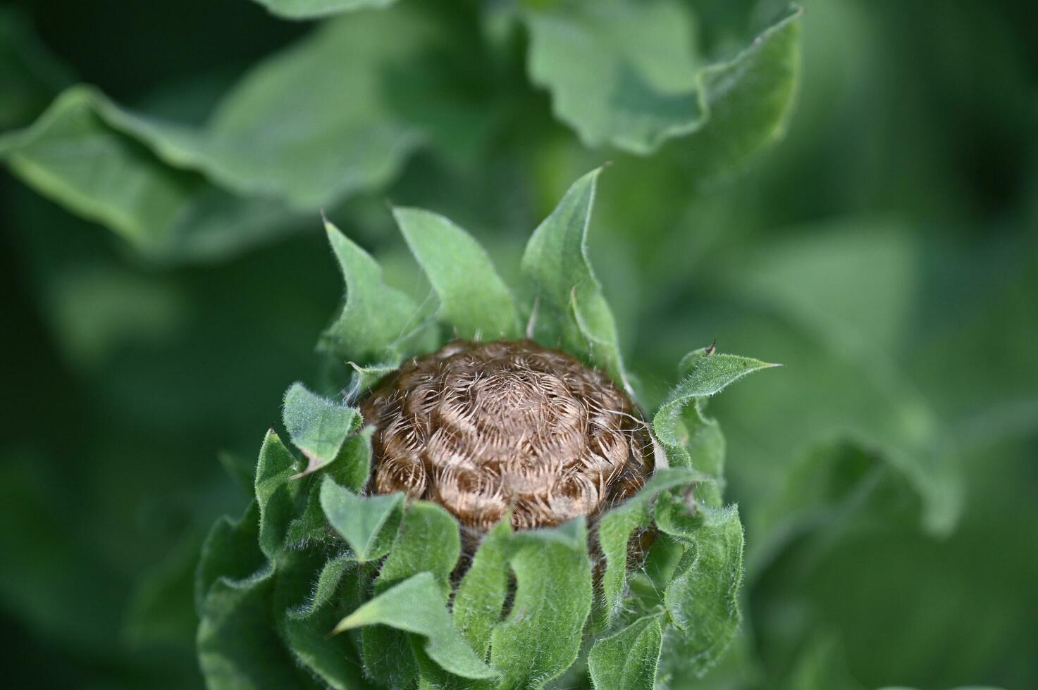 un' cardo fiore con un' Marrone seme foto