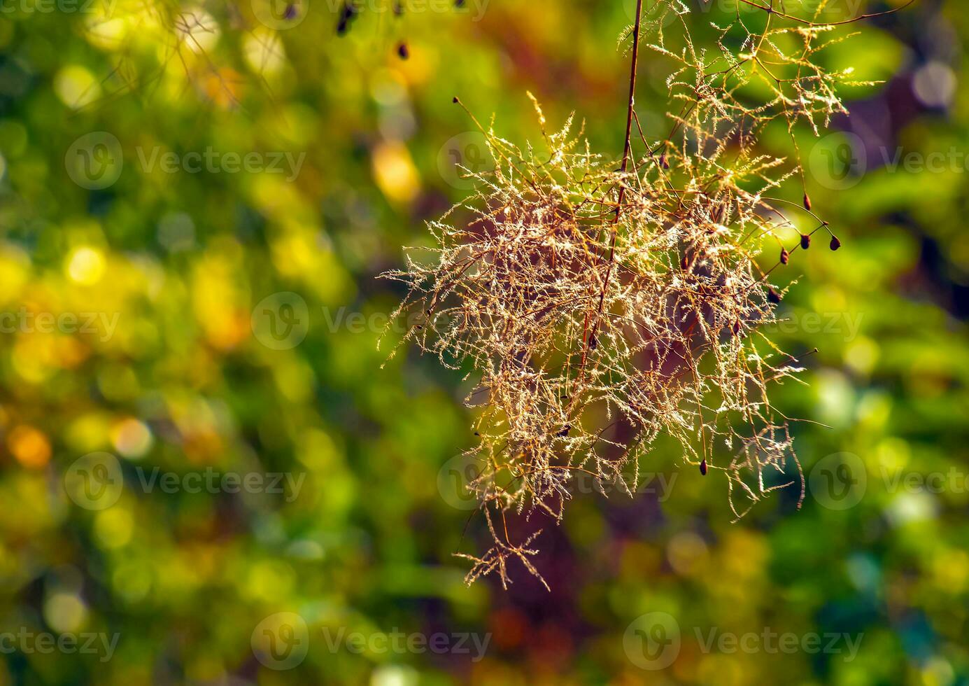 cotinus coggygria, rhus cotino, fumogeno, Fumo albero, Fumo cespuglio, o di tintore sommacco è un' specie di fioritura pianta. naturale verde e rosa fiore sfondo foto