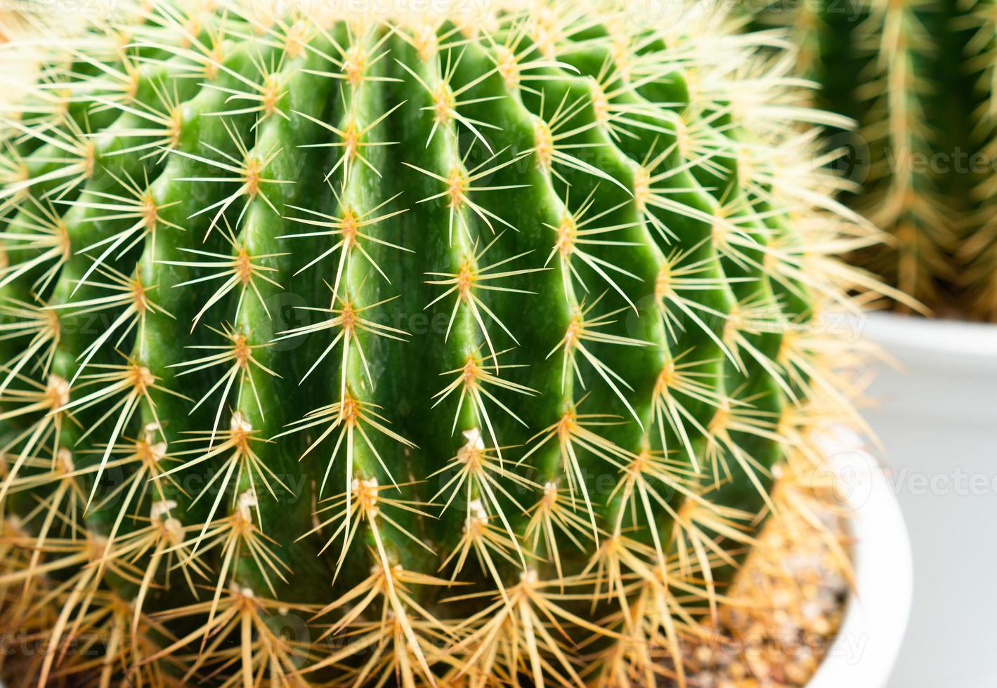 cactus verdi in vaso foto