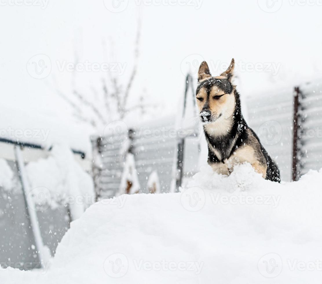 divertente simpatico cane di razza mista che gioca nella neve nel cortile sul retro foto