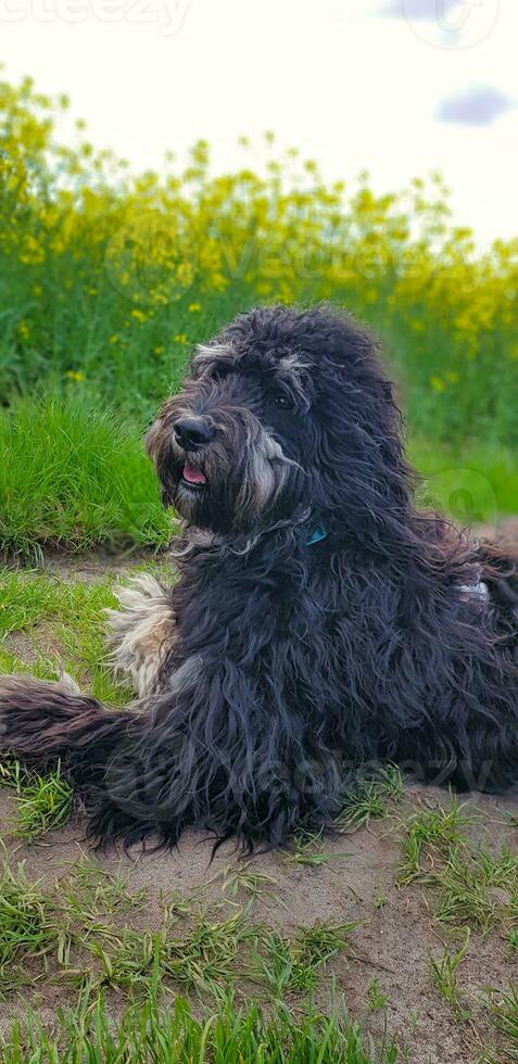 Goldendoodle cane dire bugie su il prato. nero scarabocchio con fantasma disegno. bello foto