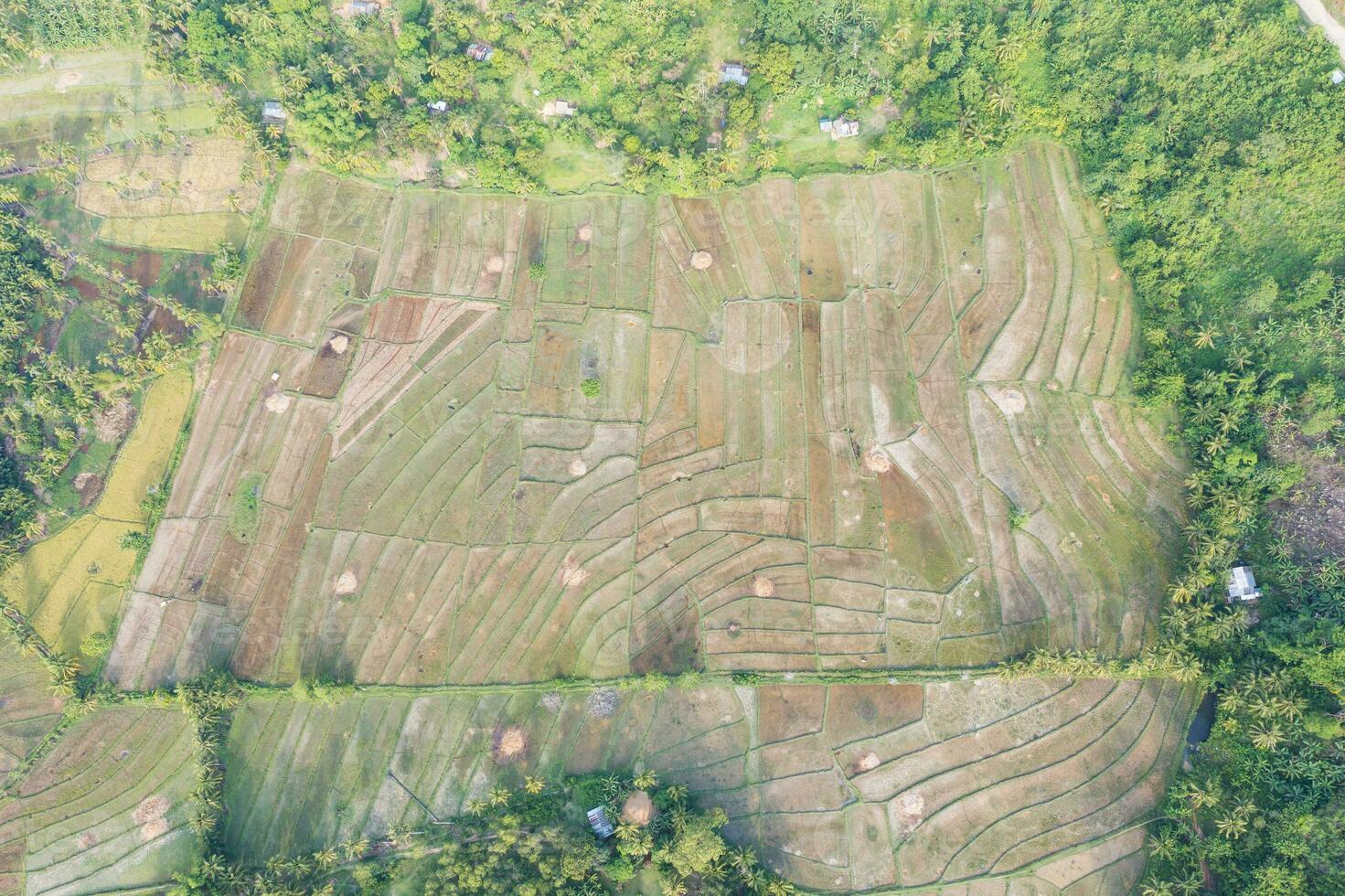 aereo Visualizza di un' riso campo. Filippine foto