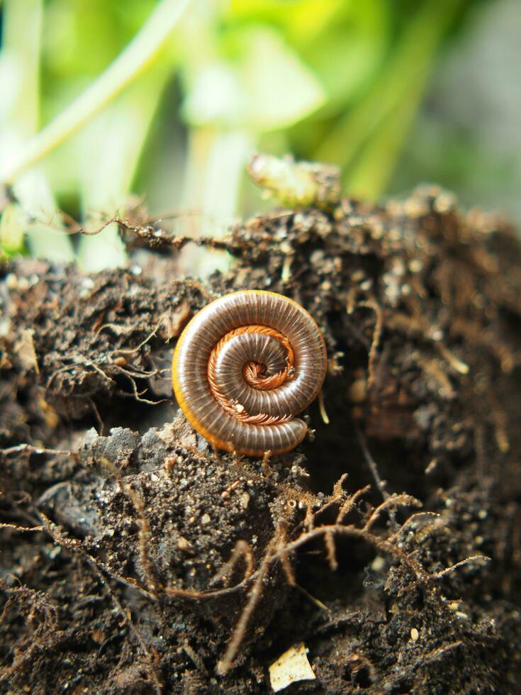 millepiedi animale domestico nel suolo di pianta restare spirale nel giardino e freddo suolo foto