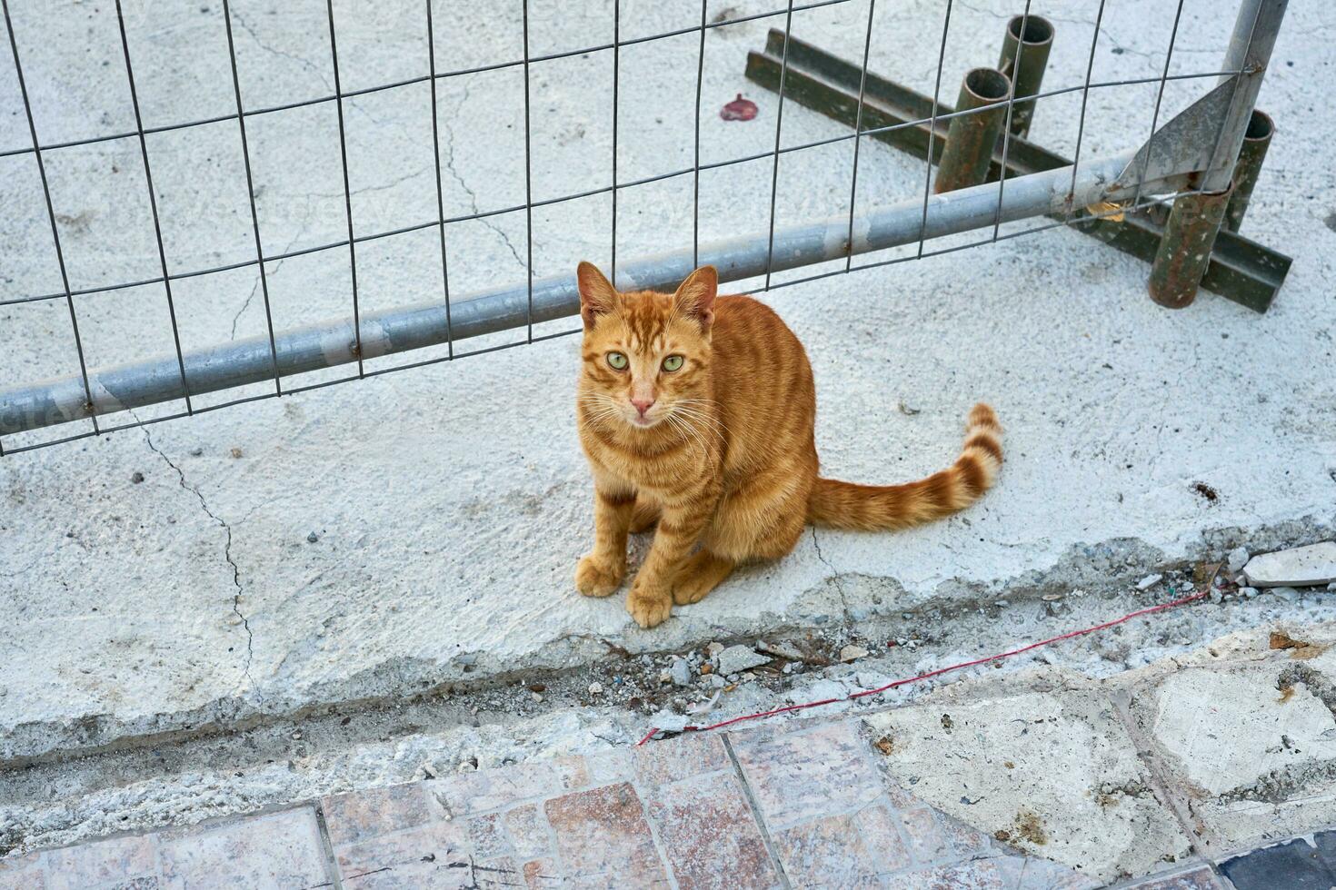 un' rosso e bianca gatto vivente su il strada vicino su. foto