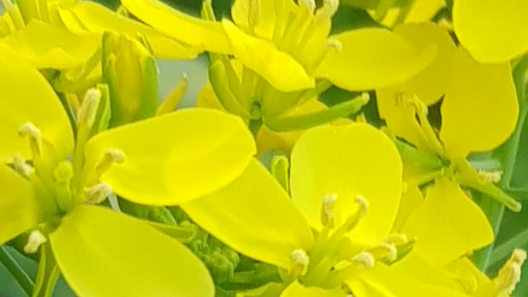 radunato fiori. giallo seguaci e impianti. radunato campo. nazione Visualizza. naturale sfondo di radunato fiore campo. foto