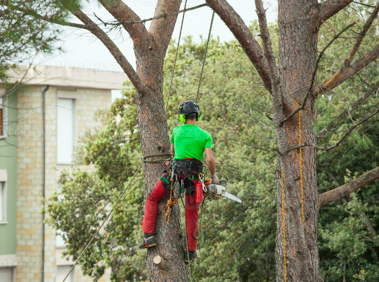 uomo potatura pino albero. foto