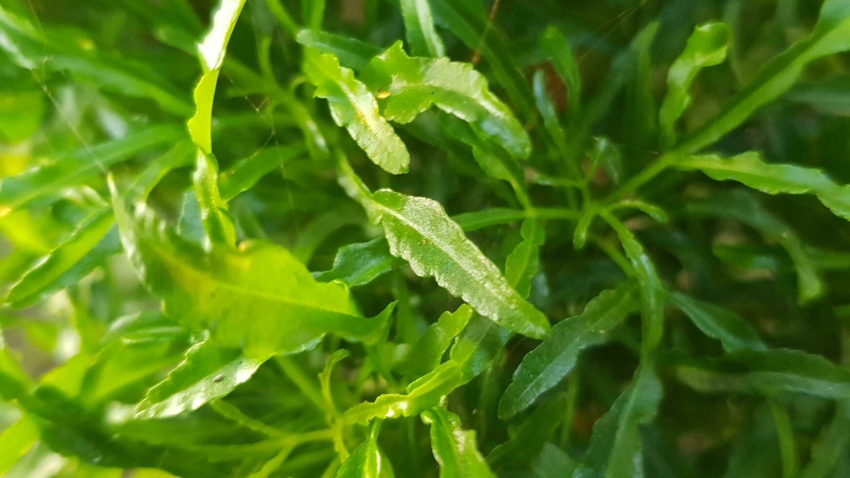 fresco verde le foglie . pieno telaio. valerianella locusta, Mais insalata, foglia verdura. cresciuto e raccogliere nel estate e autunno. un' principale ingrediente nel insalate o cucinato. foto