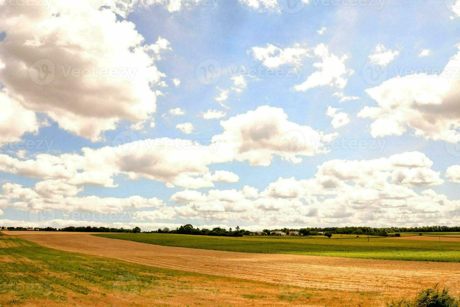 mucche nel un' campo con un' recinto e blu cielo foto