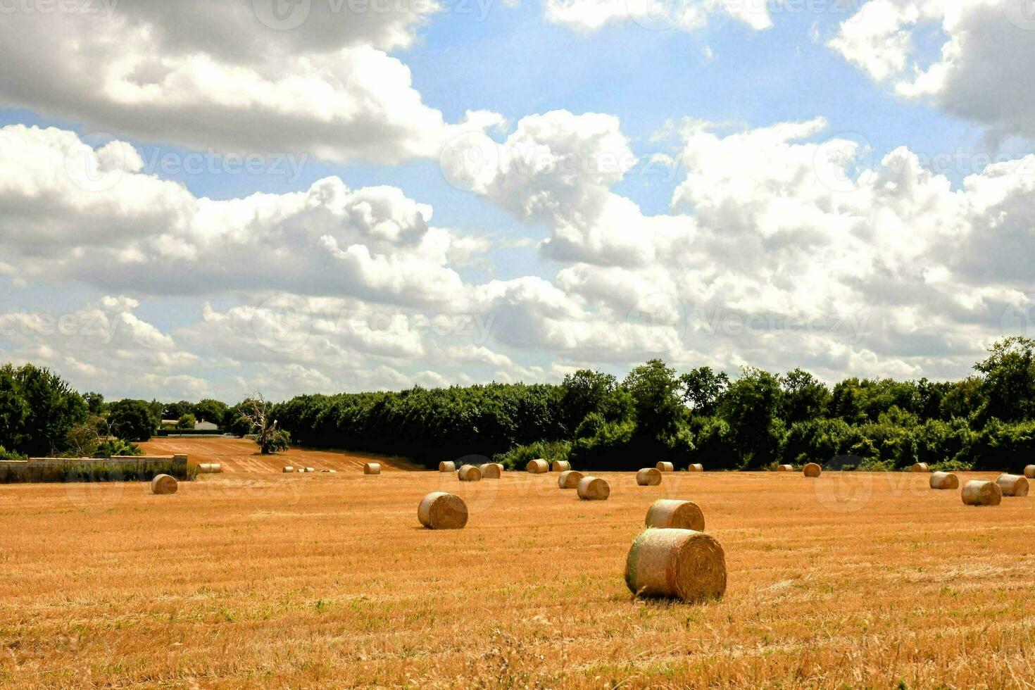 balle di fieno nel un' campo con un' vigneto nel il sfondo foto