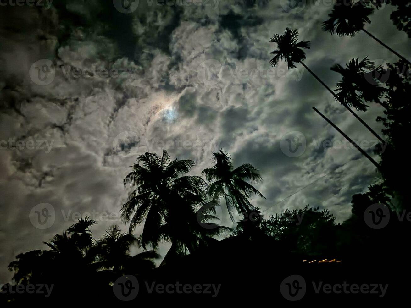 abete alberi su prato fra pendii con conifera foresta nel nebbia sotto il blu cielo a notte. spaventoso campagna scenario nel pieno Luna leggero foto