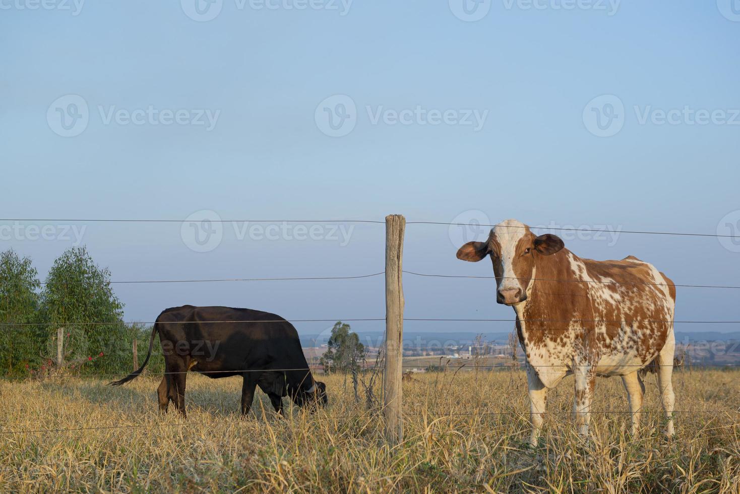 bella mucca olandese maculata marrone e bianca foto