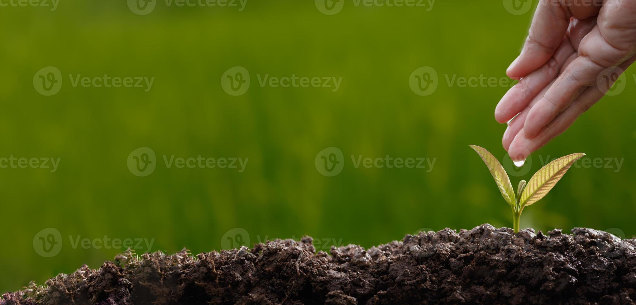 piantare alberi per crescere nel terreno foto